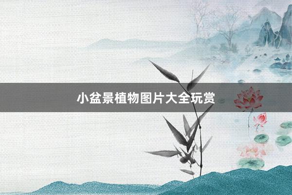 小盆景植物图片大全玩赏
