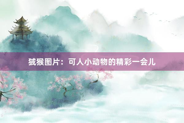 狨猴图片：可人小动物的精彩一会儿